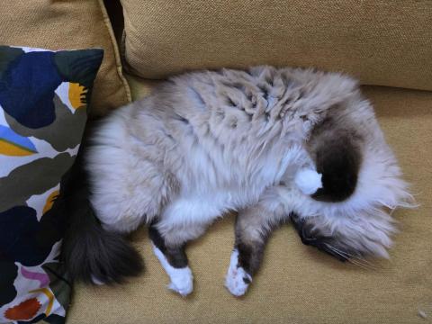 Our mascot birman cat!