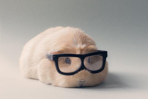 guinea pig